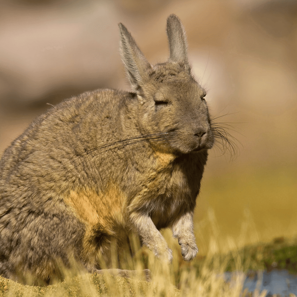 Mamíferos del Parque Nacional Lauca: Guardianes del Altiplano