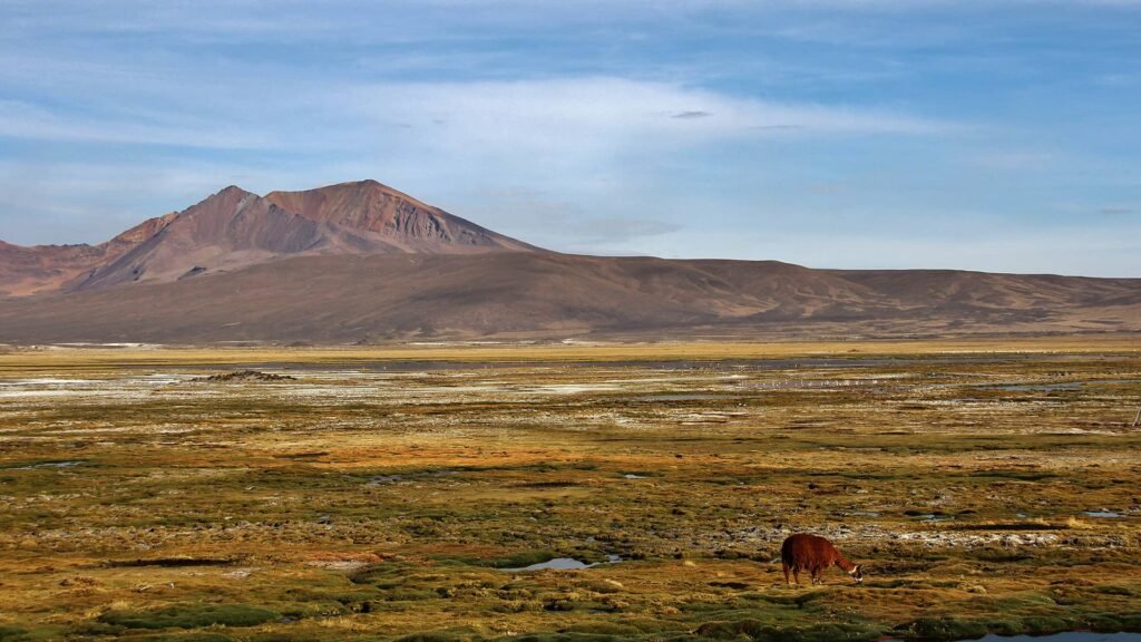 Sendero al Chacu – Parque Nacional Lauca